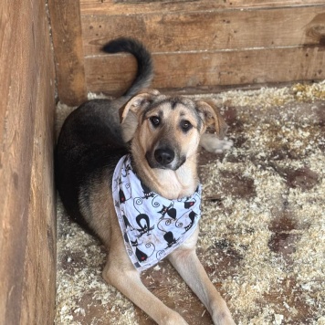 Собаки в добрые руки - Егоза