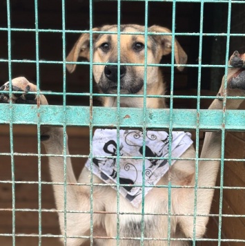 Собаки в добрые руки - Егоза - 1