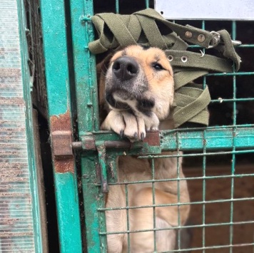 Собаки в добрые руки - Егоза - 3