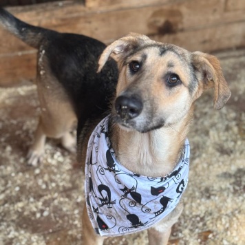 Собаки в добрые руки - Егоза - 4