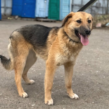 Собаки в добрые руки - Венера