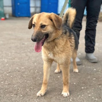 Собаки в добрые руки - Венера - 1