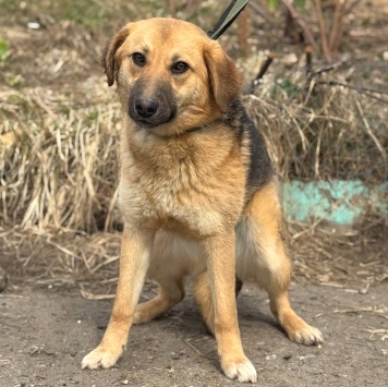 Собаки в добрые руки - Венера - 2