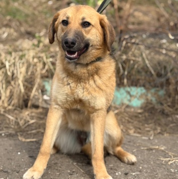 Собаки в добрые руки - Венера - 3