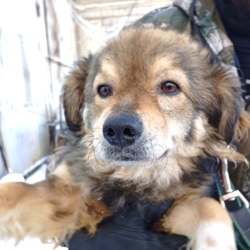 Собаки в добрые руки - Рокси