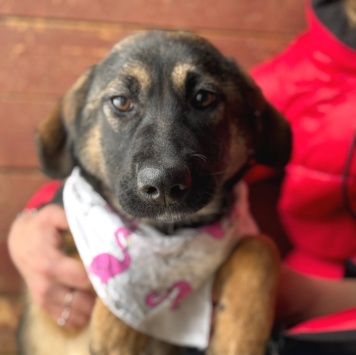 Флейта - Собаки в добрые руки