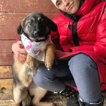 Собаки в добрые руки - Флейта - 1