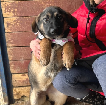 Собаки в добрые руки - Флейта - 2