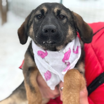 Собаки в добрые руки - Флейта - 3