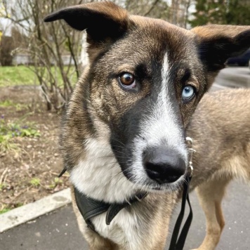 Уна - Собаки в добрые руки