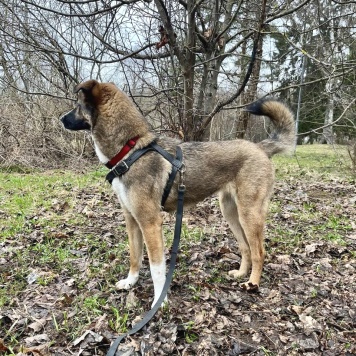 Собаки в добрые руки - Уна - 1