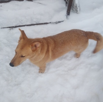 Витас - Собаки в добрые руки