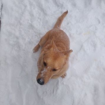 Собаки в добрые руки - Витас - 1