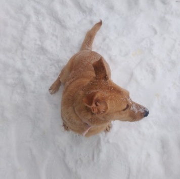 Собаки в добрые руки - Витас - 2