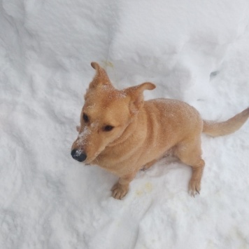 Собаки в добрые руки - Витас - 3