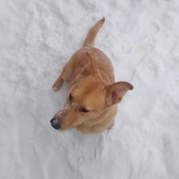 Собаки в добрые руки - Витас - 4