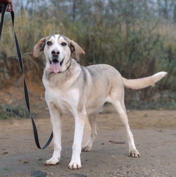 Собаки в добрые руки - Рэй