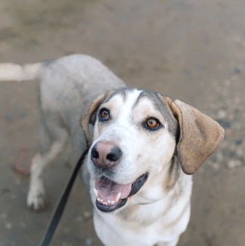 Собаки в добрые руки - Рэй - 1