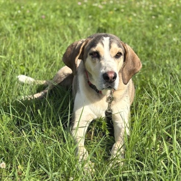 Собаки в добрые руки - Рэй - 4