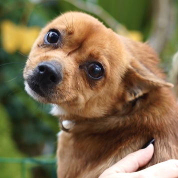 Собаки в добрые руки - Тимоша