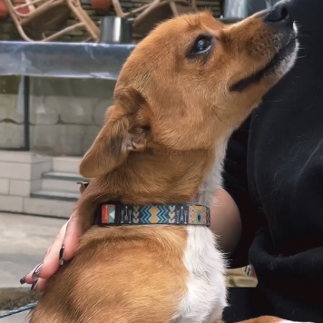 Собаки в добрые руки - Тимоша - 1