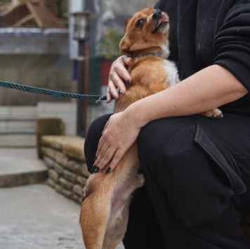 Собаки в добрые руки - Тимоша - 2