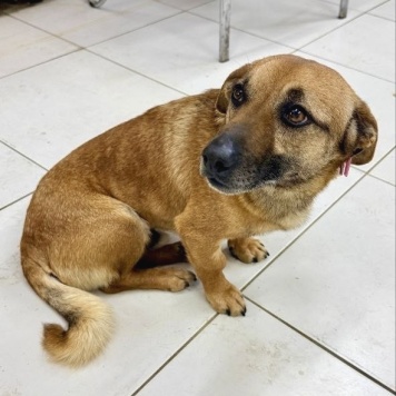 Собаки в добрые руки - Филя