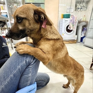 Собаки в добрые руки - Филя - 1