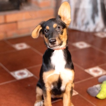 Люси - Собаки в добрые руки