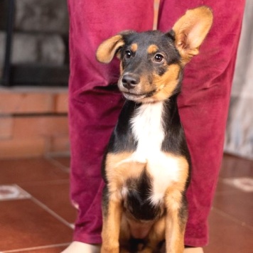 Собаки в добрые руки - Люси - 1