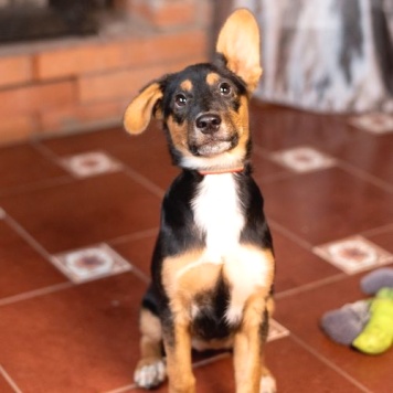 Собаки в добрые руки - Люси - 2