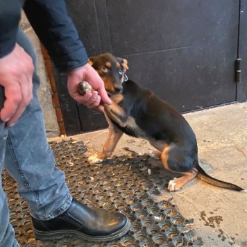 Собаки в добрые руки - Люси - 3