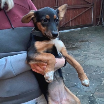 Собаки в добрые руки - Люси - 4