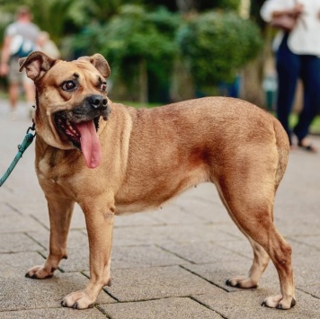Собаки в добрые руки - Джуди