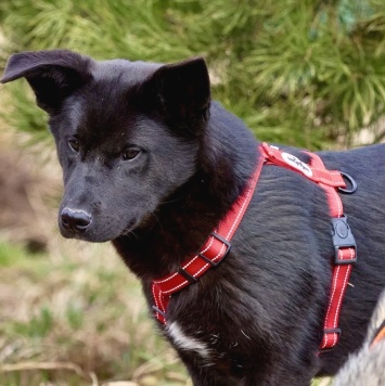 Рэй - Собаки в добрые руки