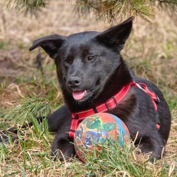 Собаки в добрые руки - Рэй - 1