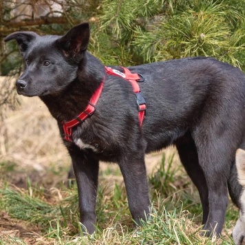 Собаки в добрые руки - Рэй - 2