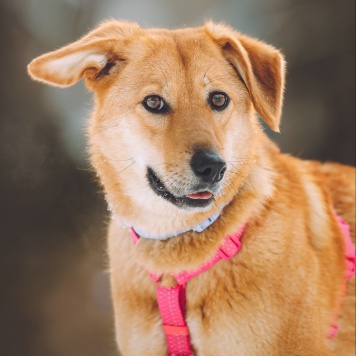 Собаки в добрые руки - Фаня