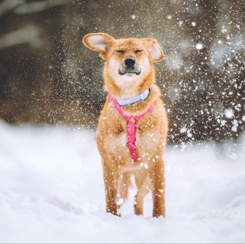 Собаки в добрые руки - Фаня - 1