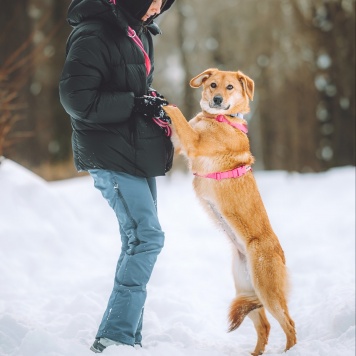 Собаки в добрые руки - Фаня - 2