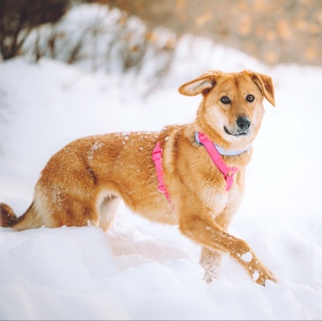 Собаки в добрые руки - Фаня - 3