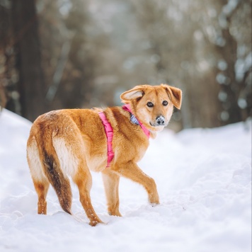 Собаки в добрые руки - Фаня - 4
