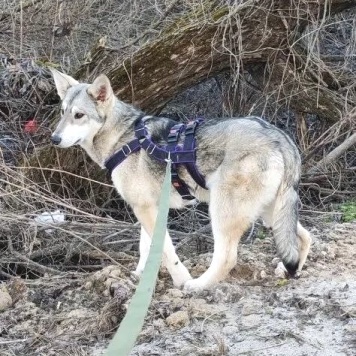 Собаки в добрые руки - Юна