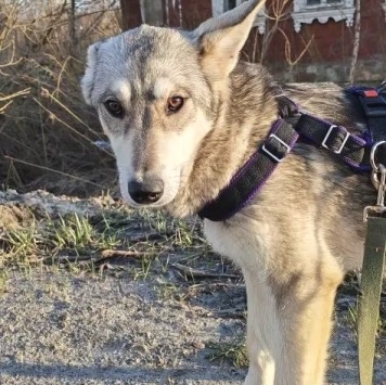 Собаки в добрые руки - Юна - 1