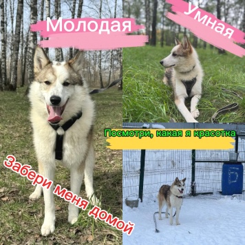 Собаки в добрые руки - Рокси