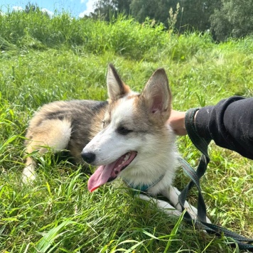 Собаки в добрые руки - Рокси - 1