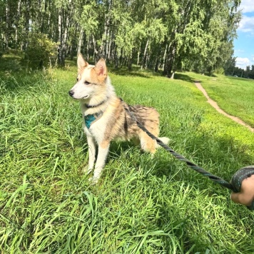 Собаки в добрые руки - Рокси - 2