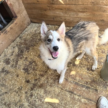 Собаки в добрые руки - Рокси - 3