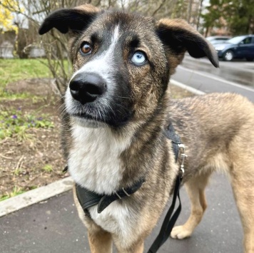 Собаки в добрые руки - Уна