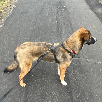 Собаки в добрые руки - Уна - 1